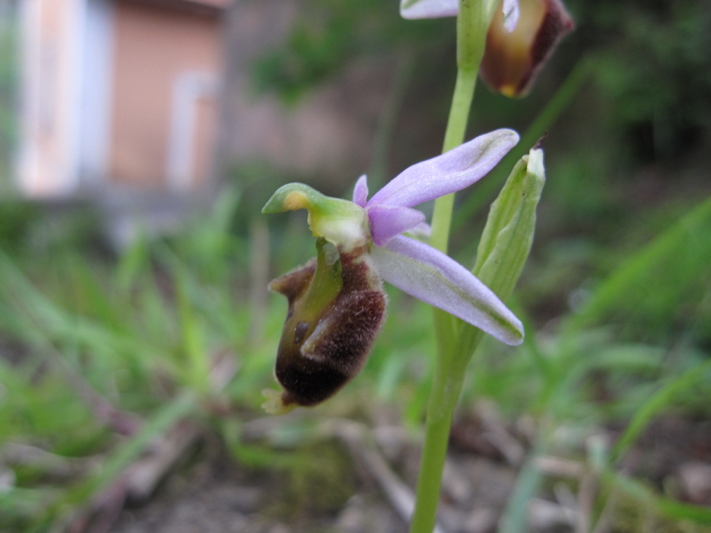 Ophrys da determinare (Ophrys argolica subsp. crabronifera)